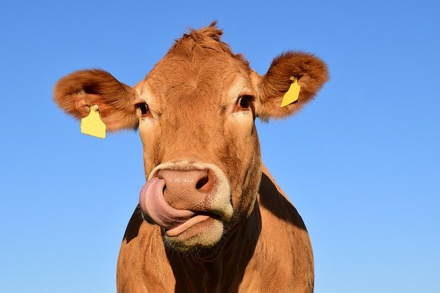 Your cow deserves a funny name.