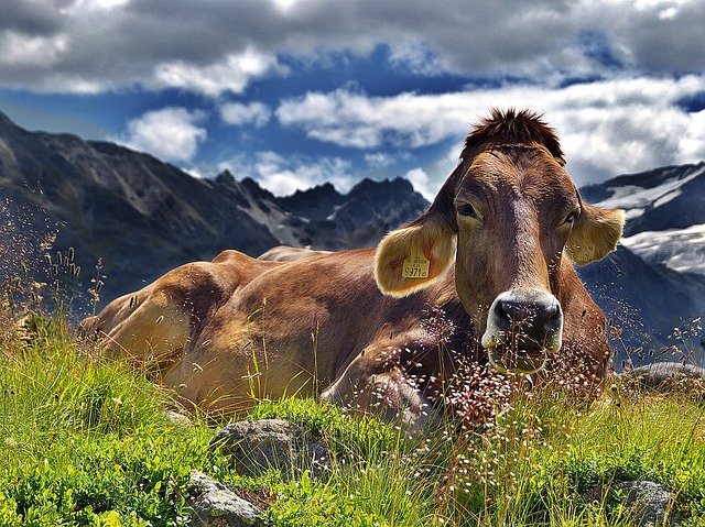 Pick a cartoon name for your cow.