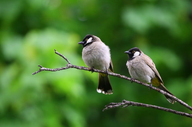 A cute bird name is a great option for your pet bird.