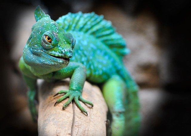 These alternate names for animals make us love them even more.