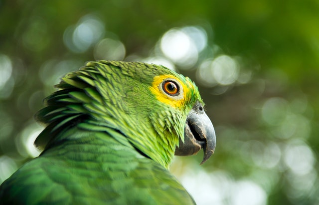 Knowing alternative names for animals can help you relieve stress with laughter.