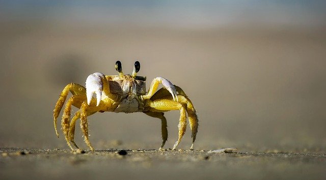 A perfect crab name matches the cuteness of the crab.