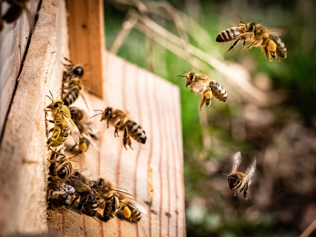 Busy bees help make the ecosystem go round