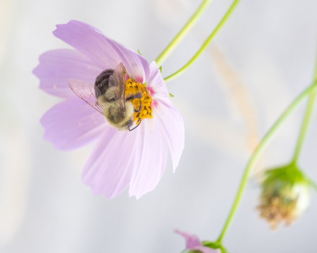 Are you a bumble bee or a honey bee?