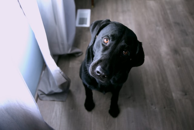 Choosing dog names based on the color are quite popular among dog owners.