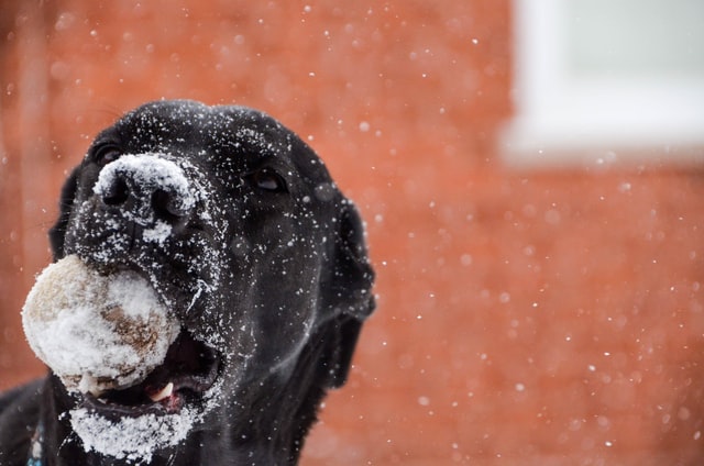 Labrador names for dogs or specifically black labs can be quite cute too that people would love.