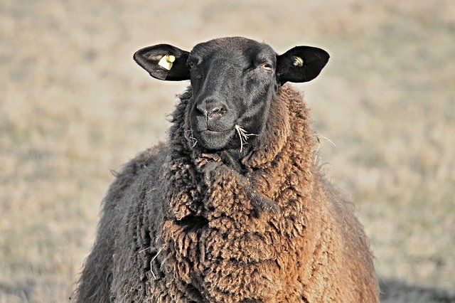 You could call your black sheep domino.
