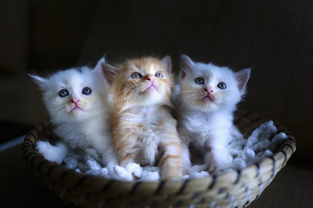 Three pets bring three times the fun and joy.
