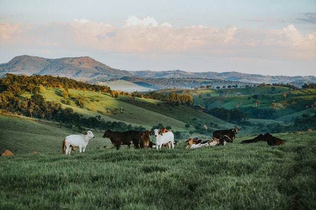 A funny farm name can help when advertising a business