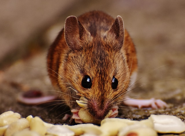 Many ratfolk names are gender neutral.