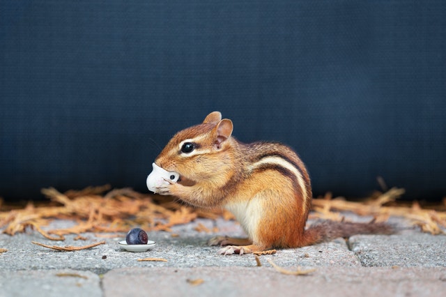 Children might be familiar with these chipmunk names.