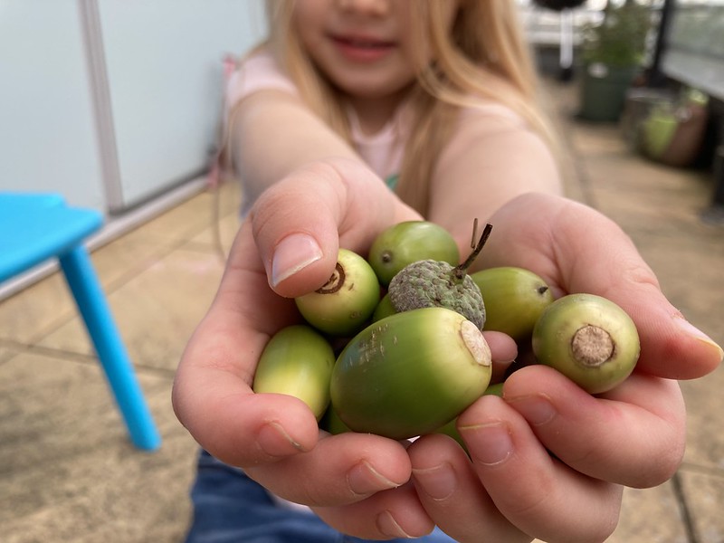 Twelve days of Christmas Acorns