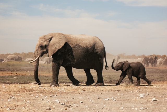 It is herd to separate two caring elephants.