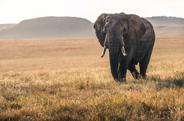 Bad elephant jokes are not irrelephant to the conversation.