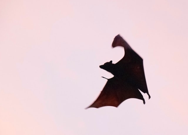 You should always make all jokes about Dracula, Count!