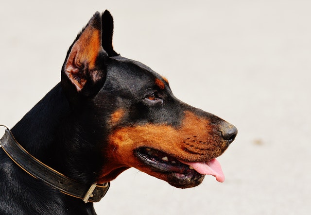 A bunch of adorable names for adorable Dobermans.