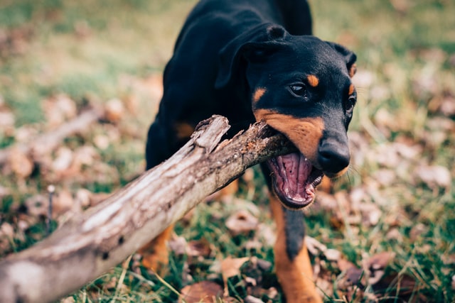 German names suited to the Doberman Pinscher dogs.