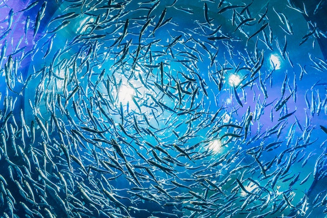 Fishes of Hawaii are the most unique and rare fishes in the world.