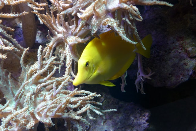 Hawaiian names for fish should be interesting and unique.