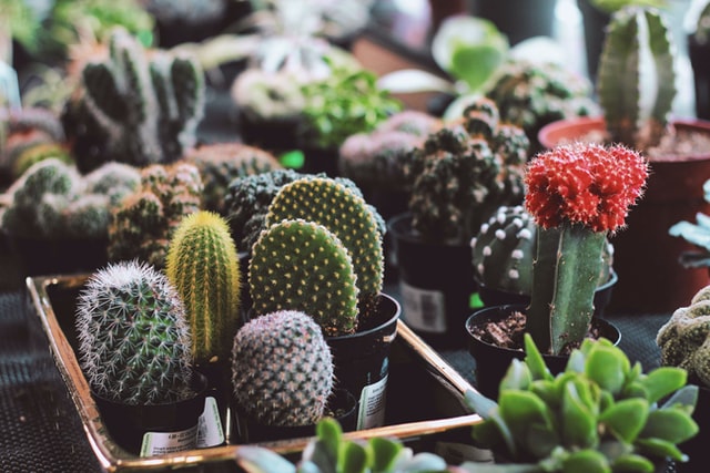 Funny cactus puns are easy to come by.