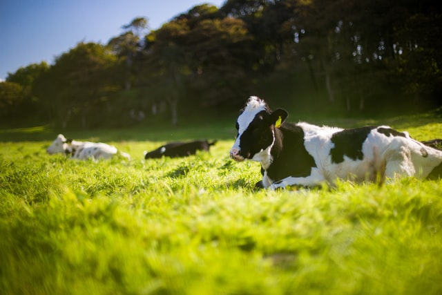 Laugh along with this list of the best cow jokes and cow one-liners.