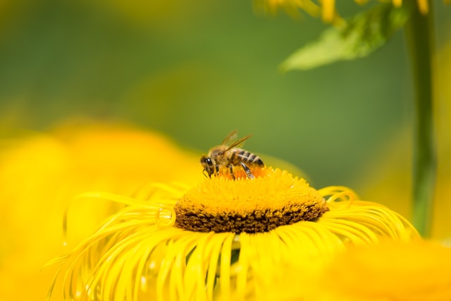 We have a black and yellow honey box full of funny bee quotes.