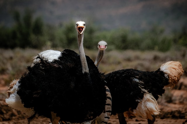Make an ostrich joke, and it will not be emused.