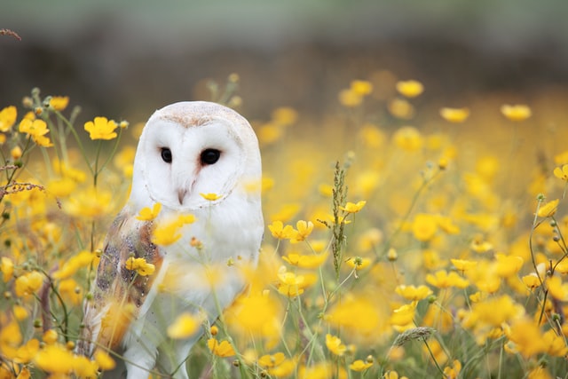 These are certainly not the worst owl jokes, but the best.