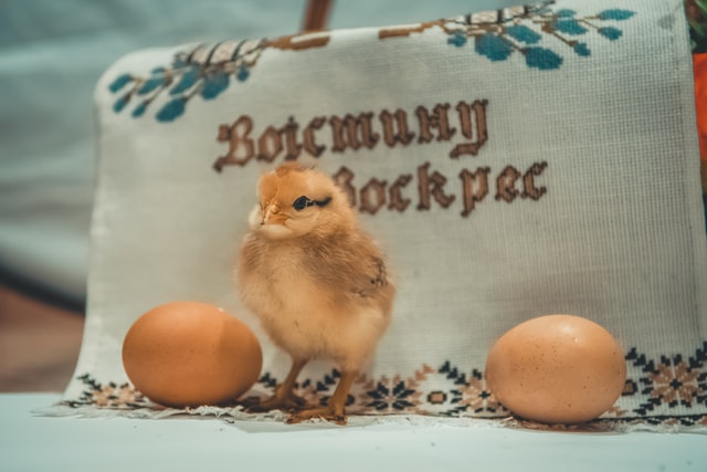 Chicken and egg jokes go back a long way.