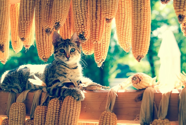 Corny jokes are a must. You have to have some in the bag.