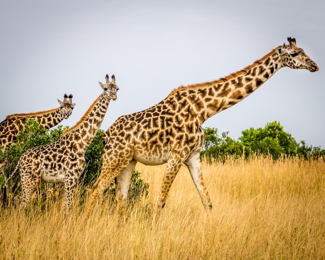 Finding a funny and cute giraffe name can be difficult.