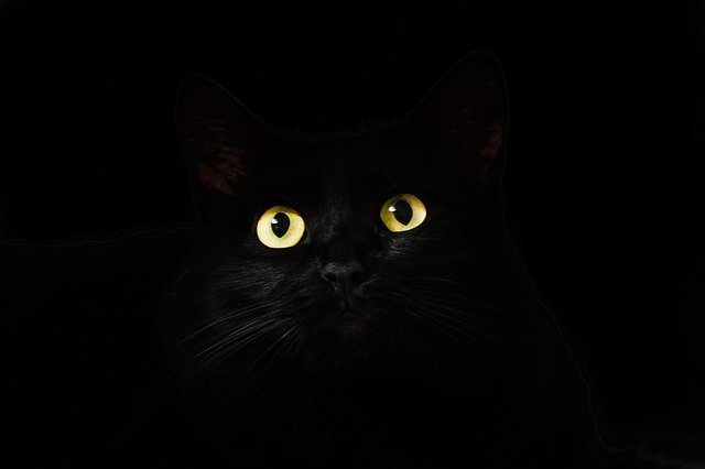 Witch names can be found around the world and they all suit cats, especially the black ones.