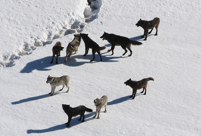 You can also pick several funny names for your wolf pack.