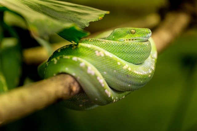 Check out the best Naga names for males.