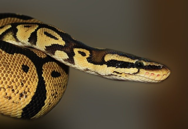 Check out the best Naga names for females.