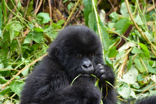 Gorillas are wild creatures that are beautiful in every way.