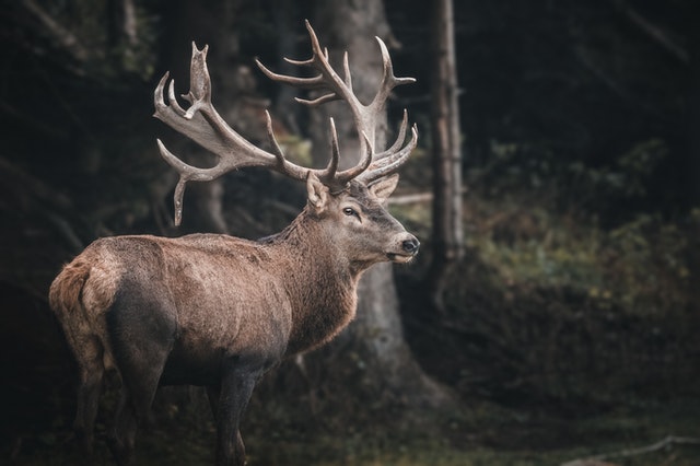 The moose is the largest member of the deer family.