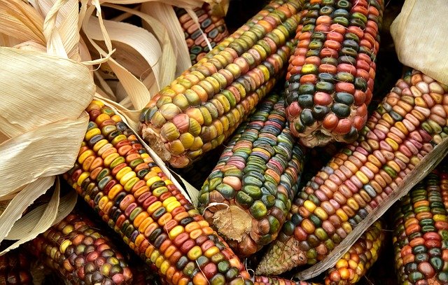 A Thanksgiving day joke can be a corny joke of the day.