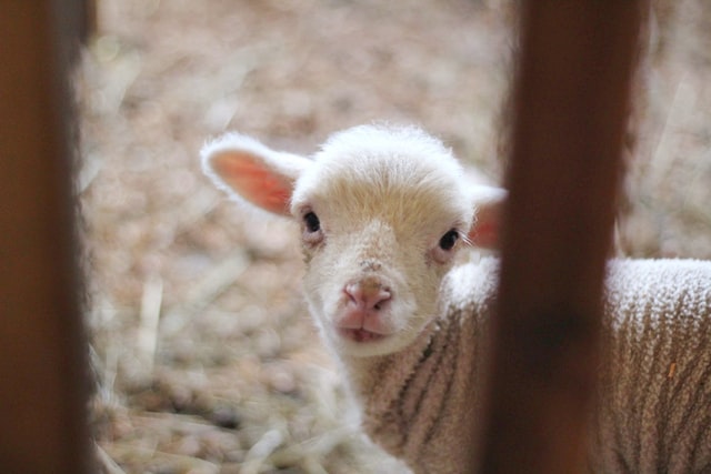 Sheep might put you to sleep, but sheep jokes won't!