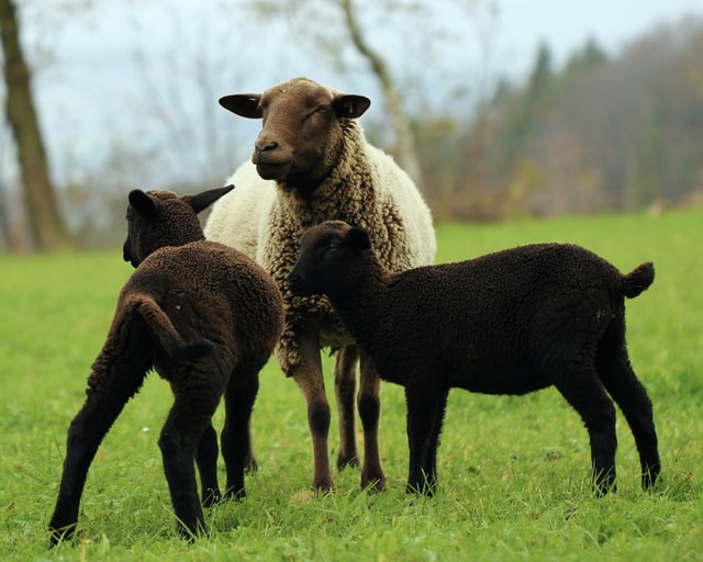 Ewe can never not laugh at sheep jokes!