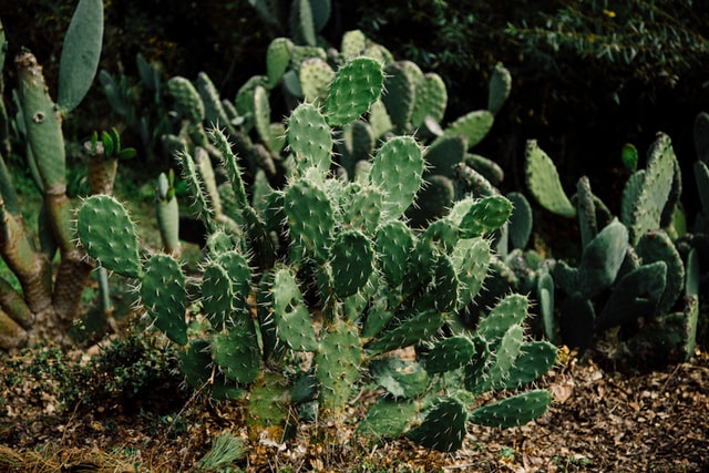 Gardens like these are quite fly with the cacti.