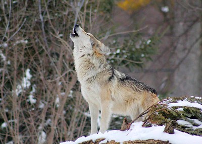 Hellhound names are often also fictional names.
