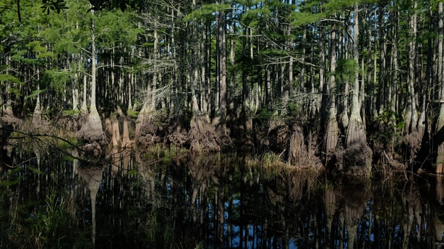 A swamp is also known as a wetland.