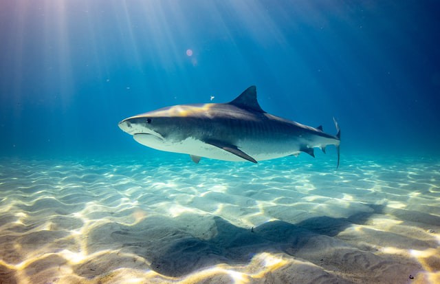 Jaws is one of the most popular horror films of all time.