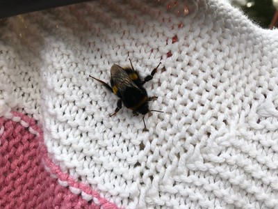 In early spring, it’s common to see bumblebees manoeuvering around the garden.