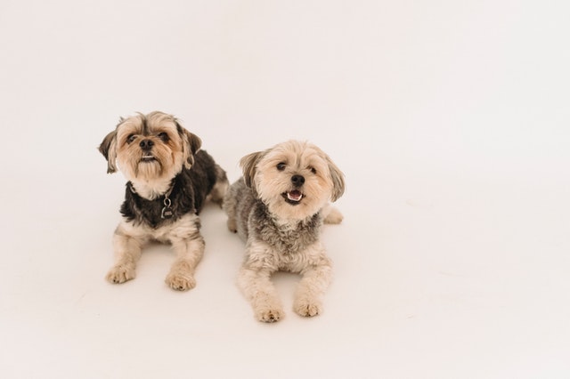 Dogs are truly a person's best friend.