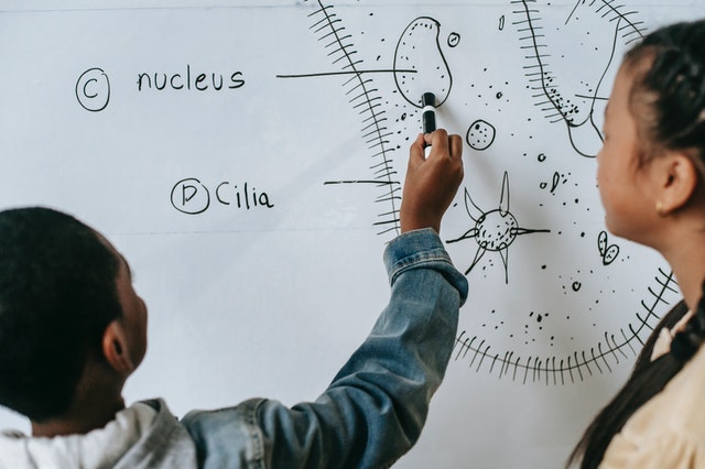 Cells can be viewed under a microscope.