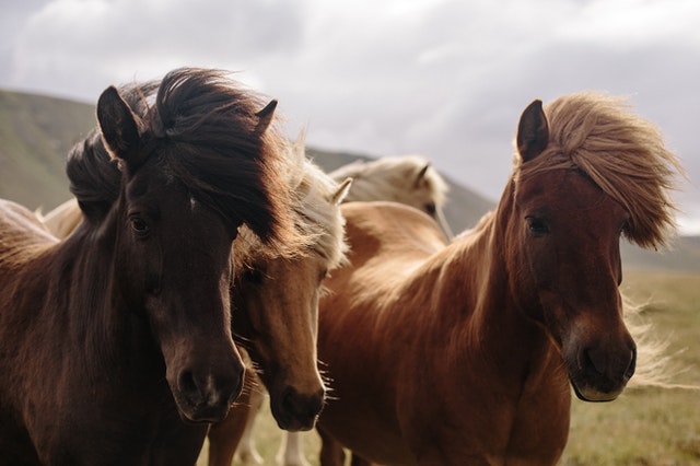 Horses are social creatures.