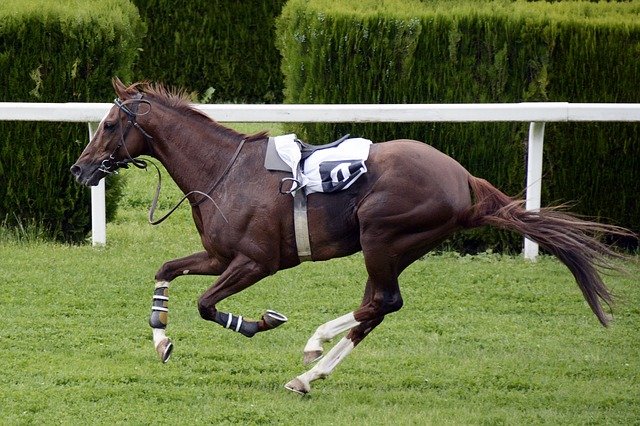 Horseracing can be fun, especially if you enjoy a sporty day out!