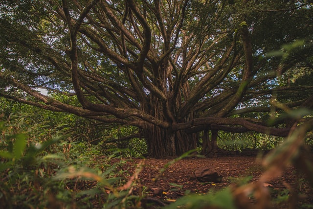 Treebeard quotes are undoubtedly fascinating .